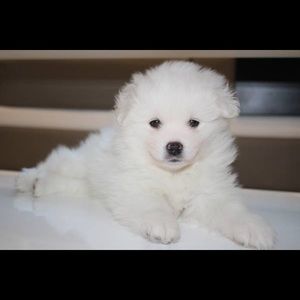 Meet your Posher, Joseph